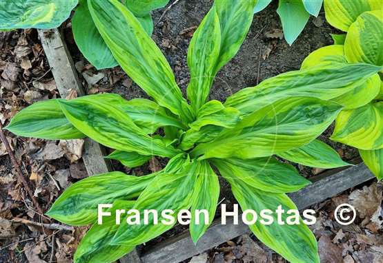 Hosta Foxfire Palm Sunday